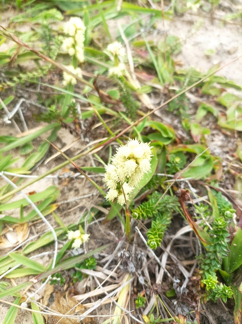 Baccharis subtropicalis photo 8