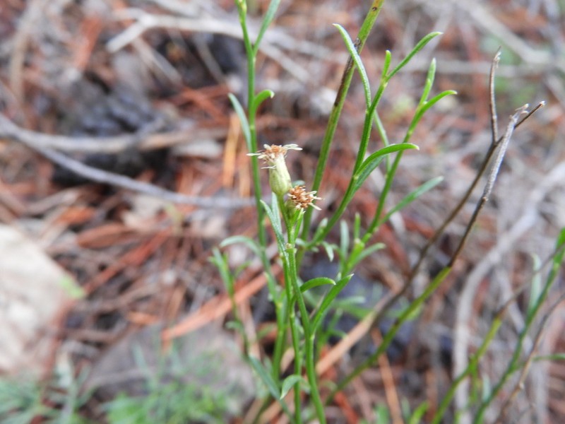 Baccharis sulcata