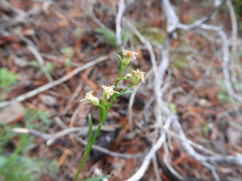 Baccharis sulcata photo 2