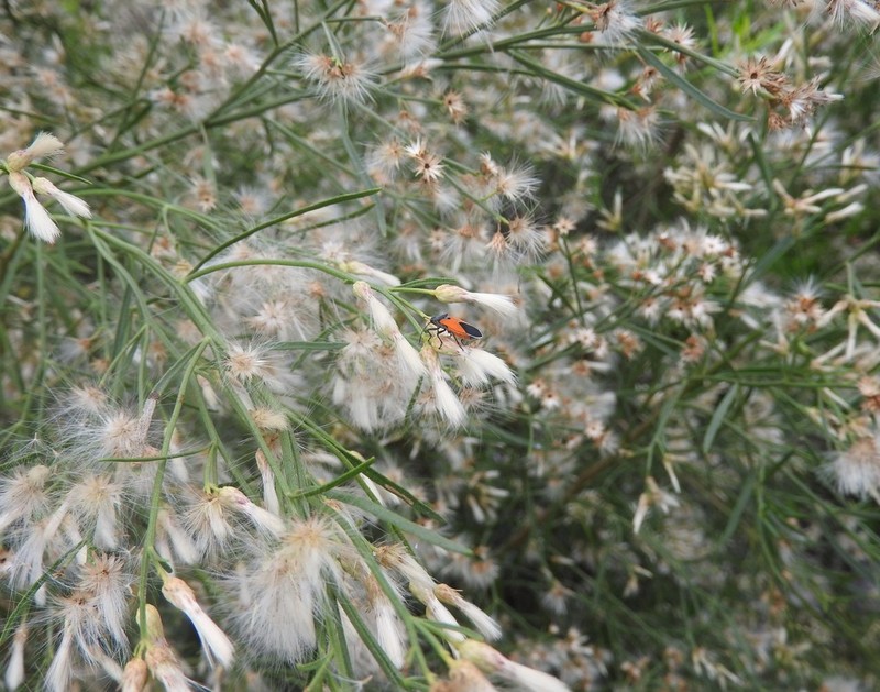 Baccharis sulcata photo 3