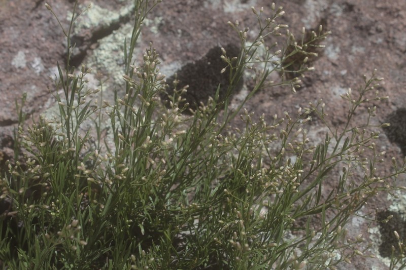 Baccharis sulcata photo 5