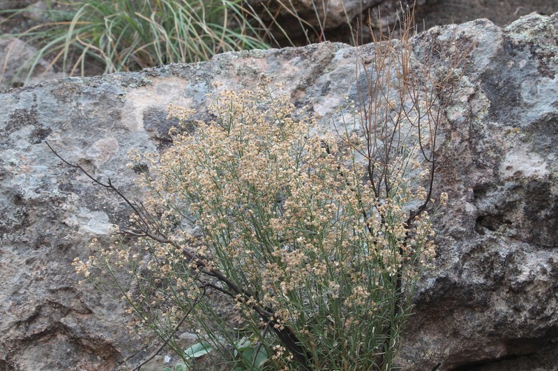 Baccharis sulcata photo 6