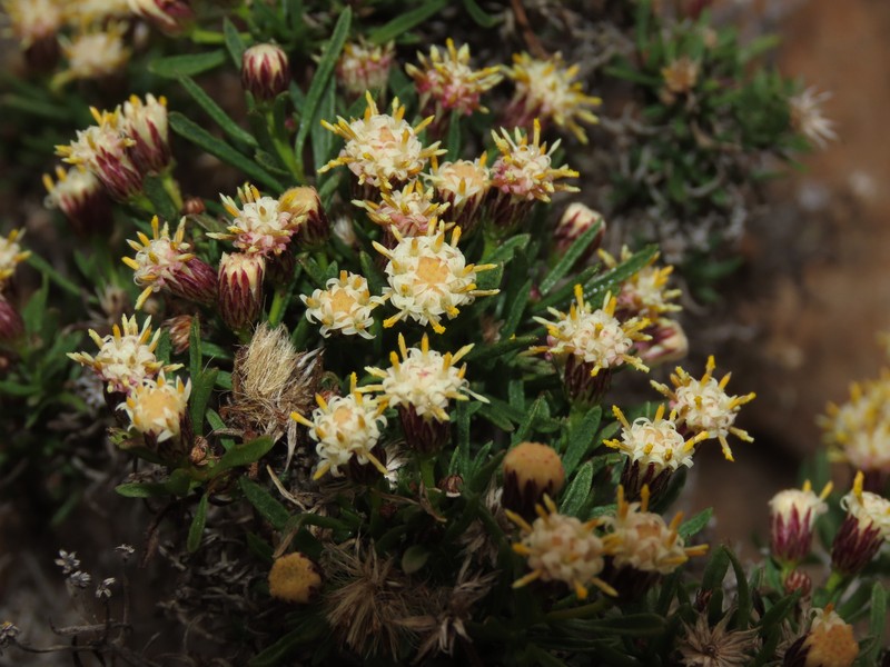 Baccharis taltalensis photo 2
