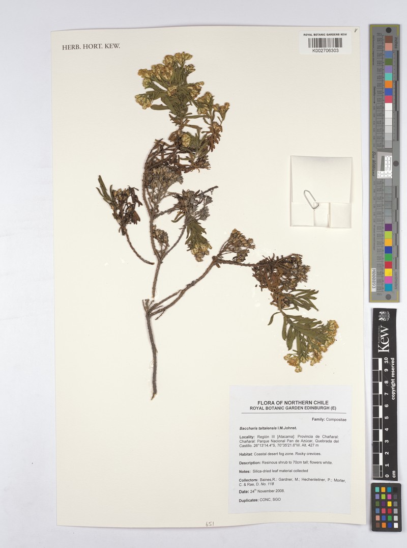 Baccharis taltalensis photo 3