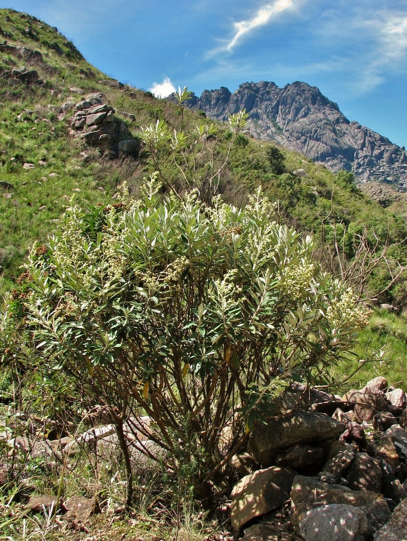Baccharis tarchonanthoides