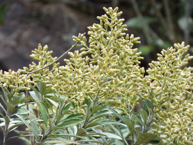 Baccharis tarchonanthoides photo 2