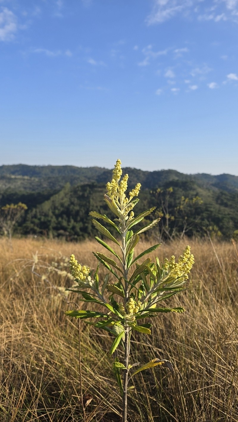 Baccharis tarchonanthoides photo 4