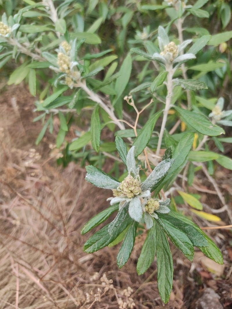 Baccharis tarchonanthoides photo 5