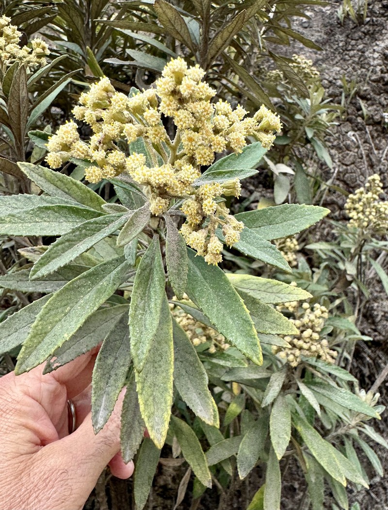 Baccharis tarchonanthoides photo 7