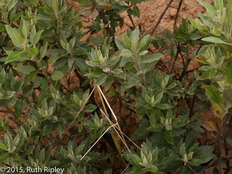 Baccharis tarmensis