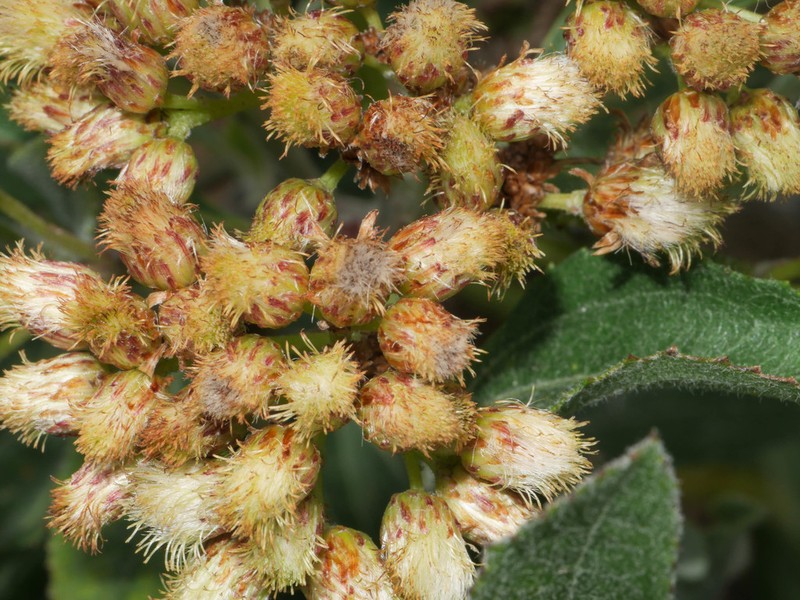 Baccharis tarmensis photo 2