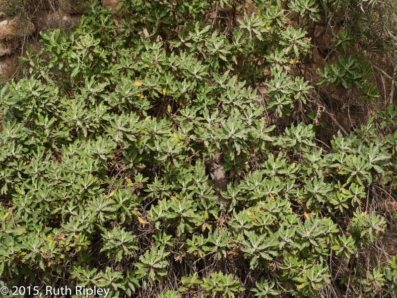 Baccharis tarmensis photo 3