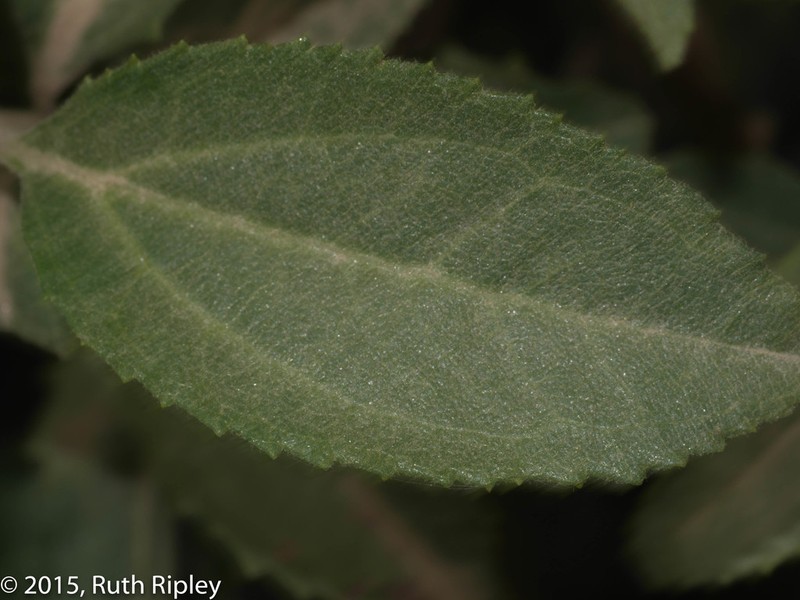 Baccharis tarmensis photo 4