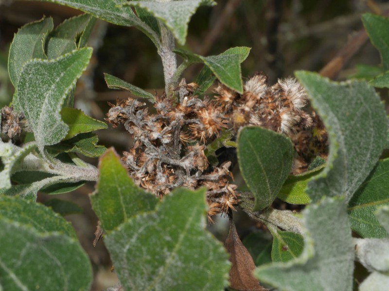 Baccharis tarmensis photo 5