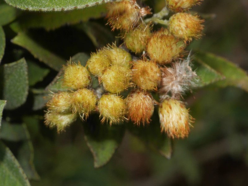 Baccharis tarmensis photo 7