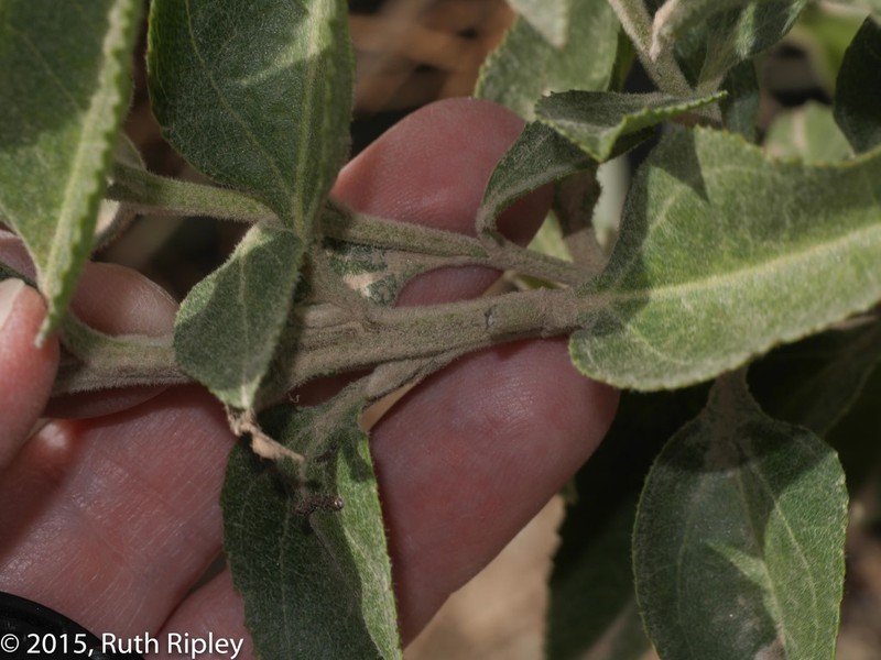 Baccharis tarmensis photo 8
