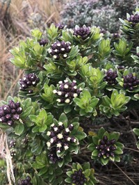 Baccharis teindalensis