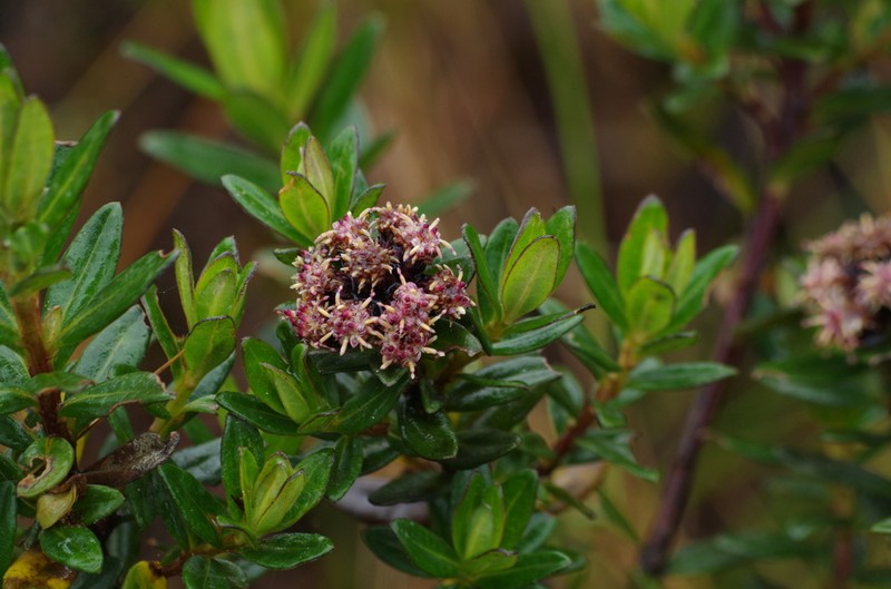 Baccharis teindalensis photo 2