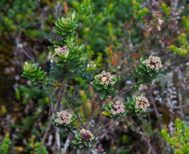 Baccharis teindalensis photo 3