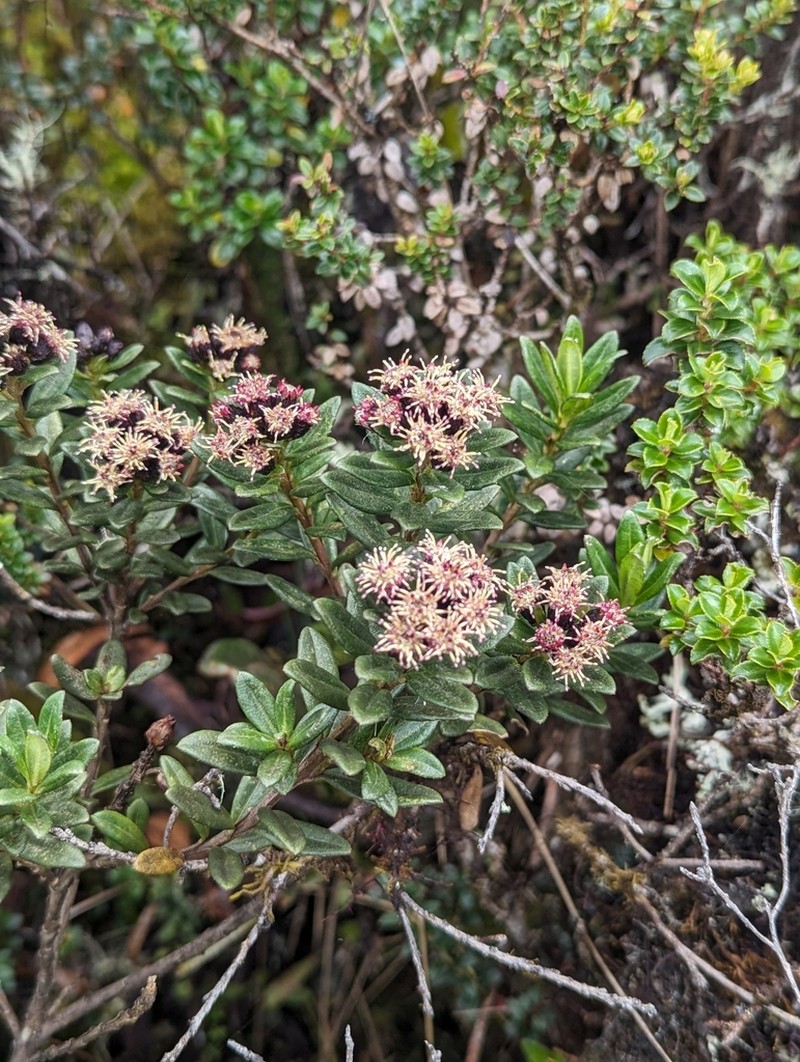 Baccharis teindalensis photo 4