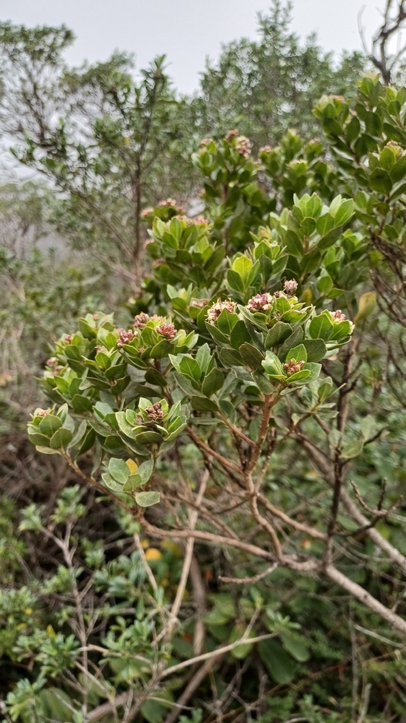 Baccharis teindalensis photo 5