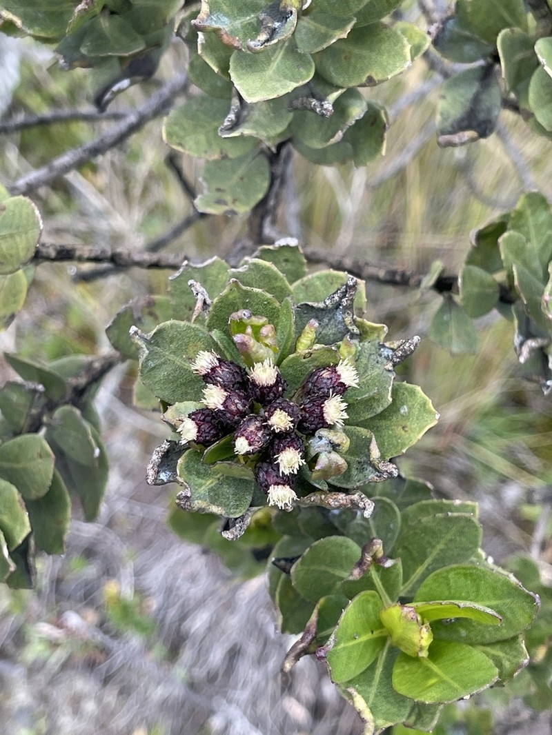 Baccharis teindalensis photo 6