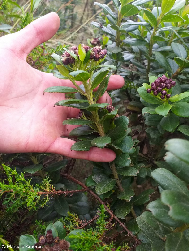 Baccharis teindalensis photo 7