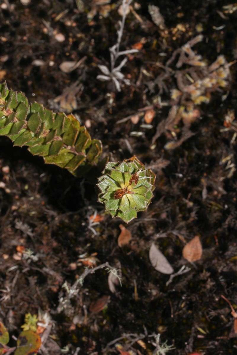 Baccharis teindalensis photo 8