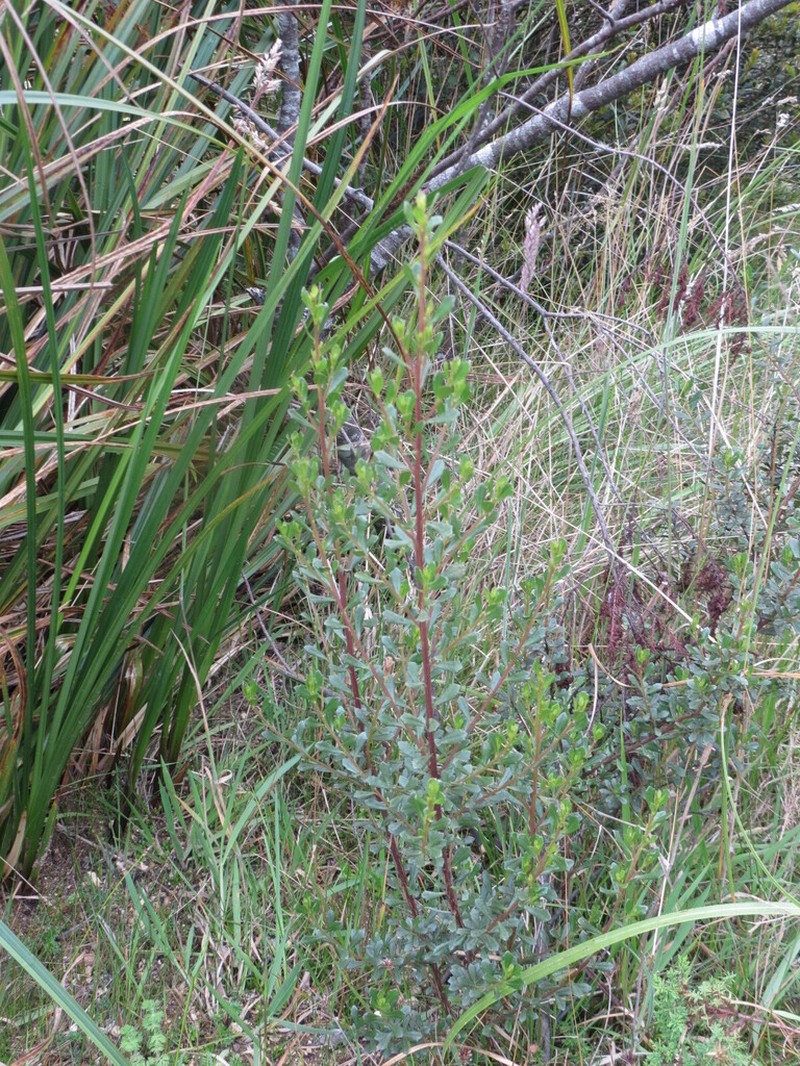 Baccharis tenuicapitulata
