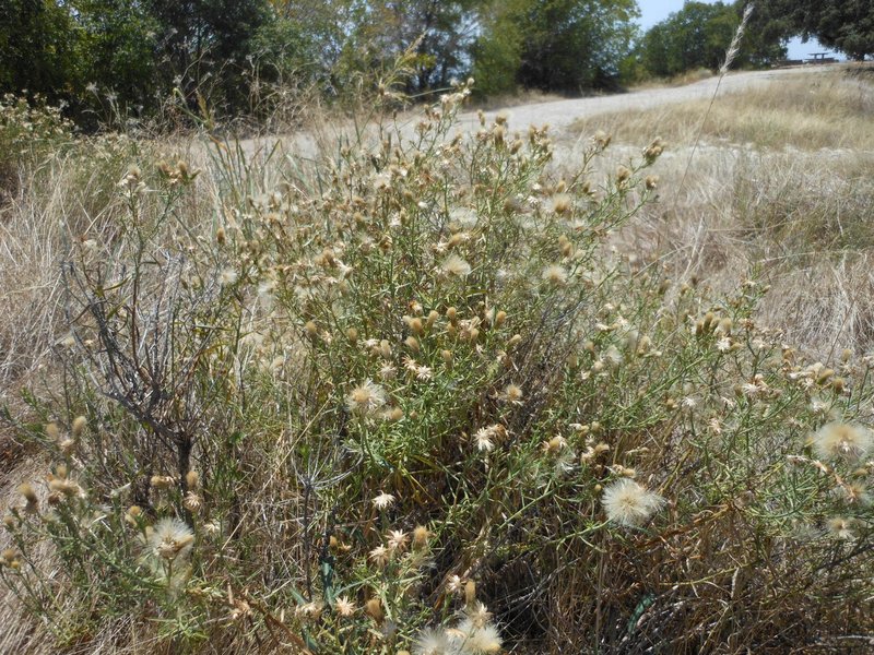 Prairie False Willow
