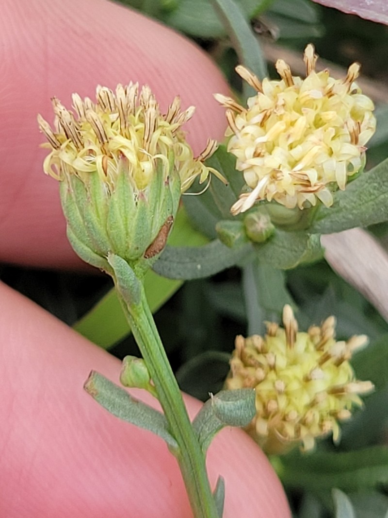 Prairie False Willow