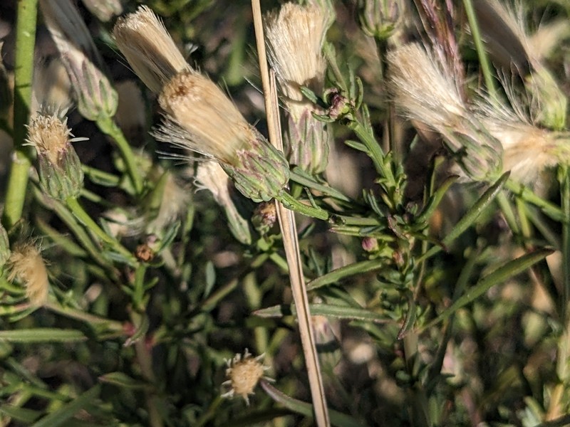 Prairie False Willow photo 2