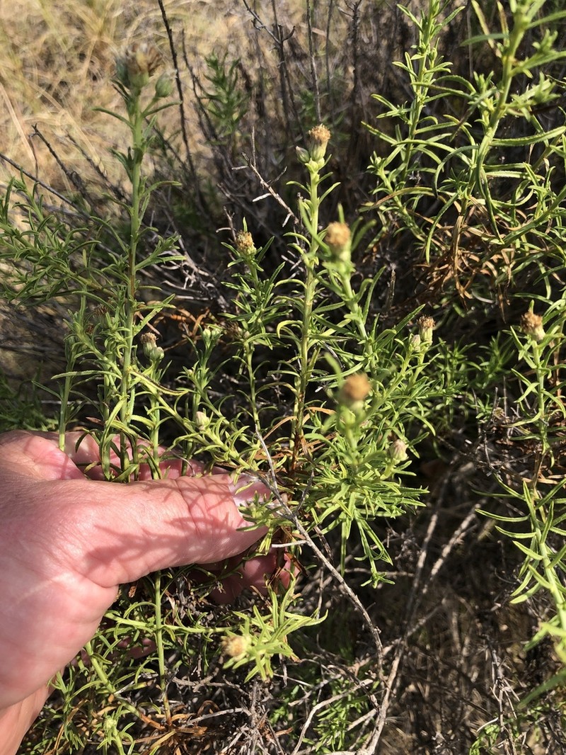 Prairie False Willow photo 3