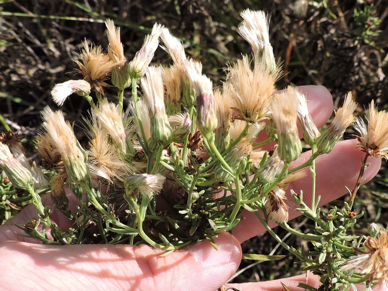 Prairie False Willow photo 4