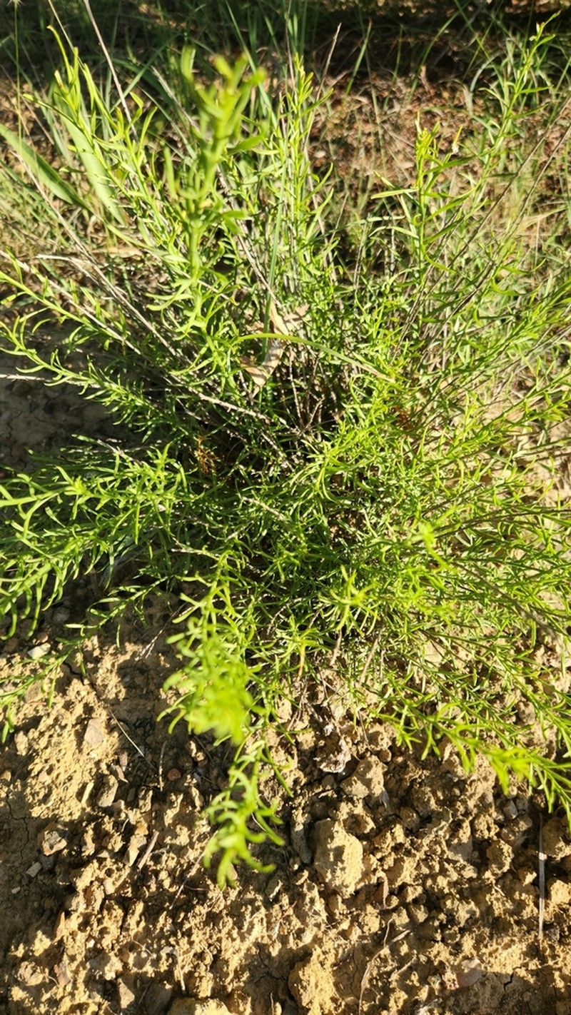 Prairie False Willow photo 5
