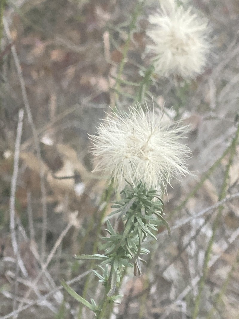 Prairie False Willow photo 6