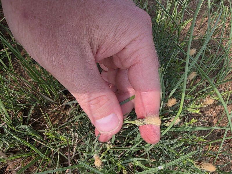 Prairie False Willow photo 7