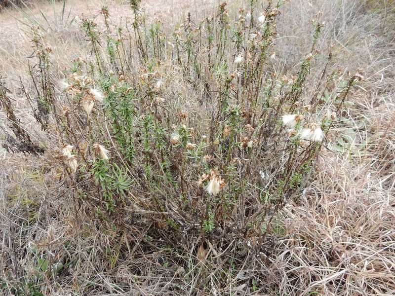 Prairie False Willow photo 8