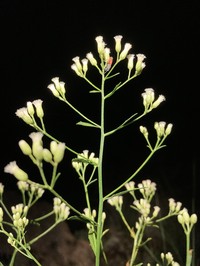 Arizona Baccharis