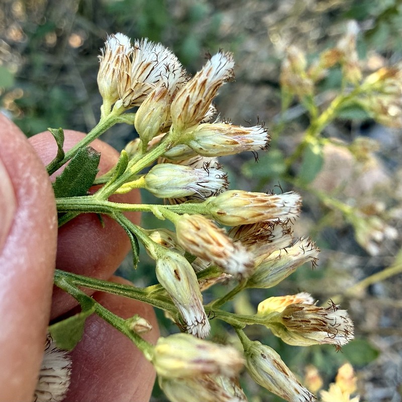 Arizona Baccharis photo 2