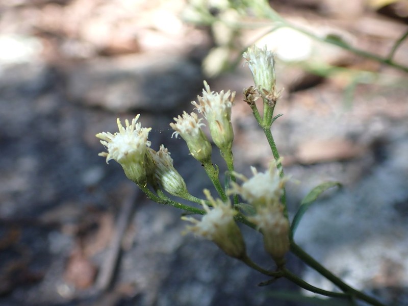 Arizona Baccharis photo 3