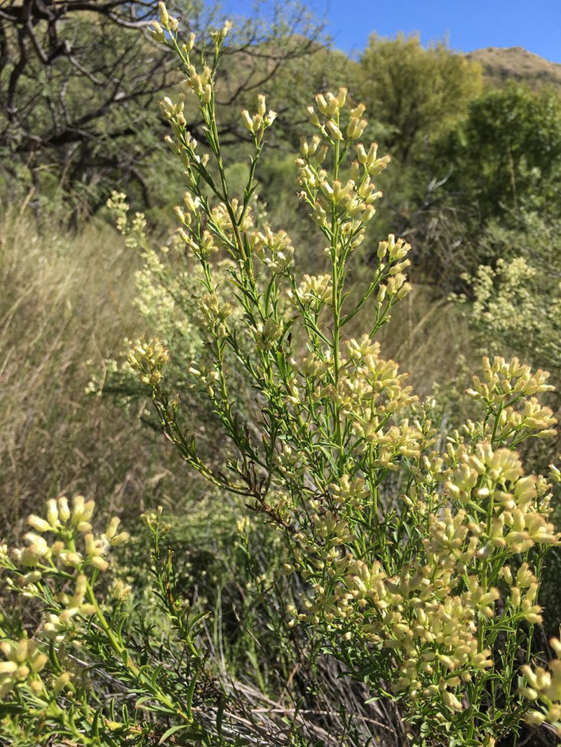 Arizona Baccharis photo 4