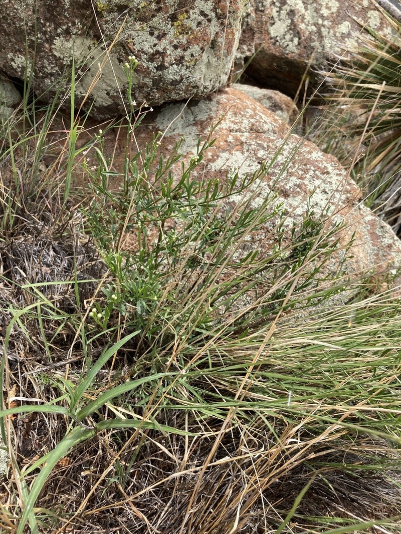 Arizona Baccharis photo 5