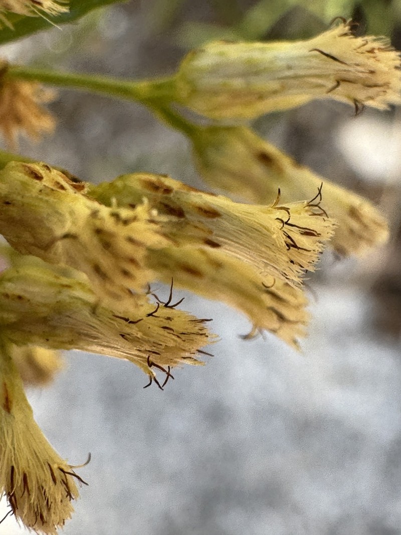 Arizona Baccharis photo 6