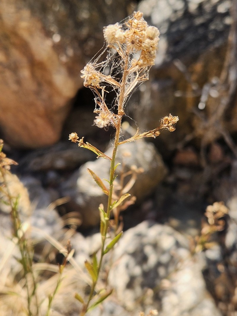 Arizona Baccharis photo 7