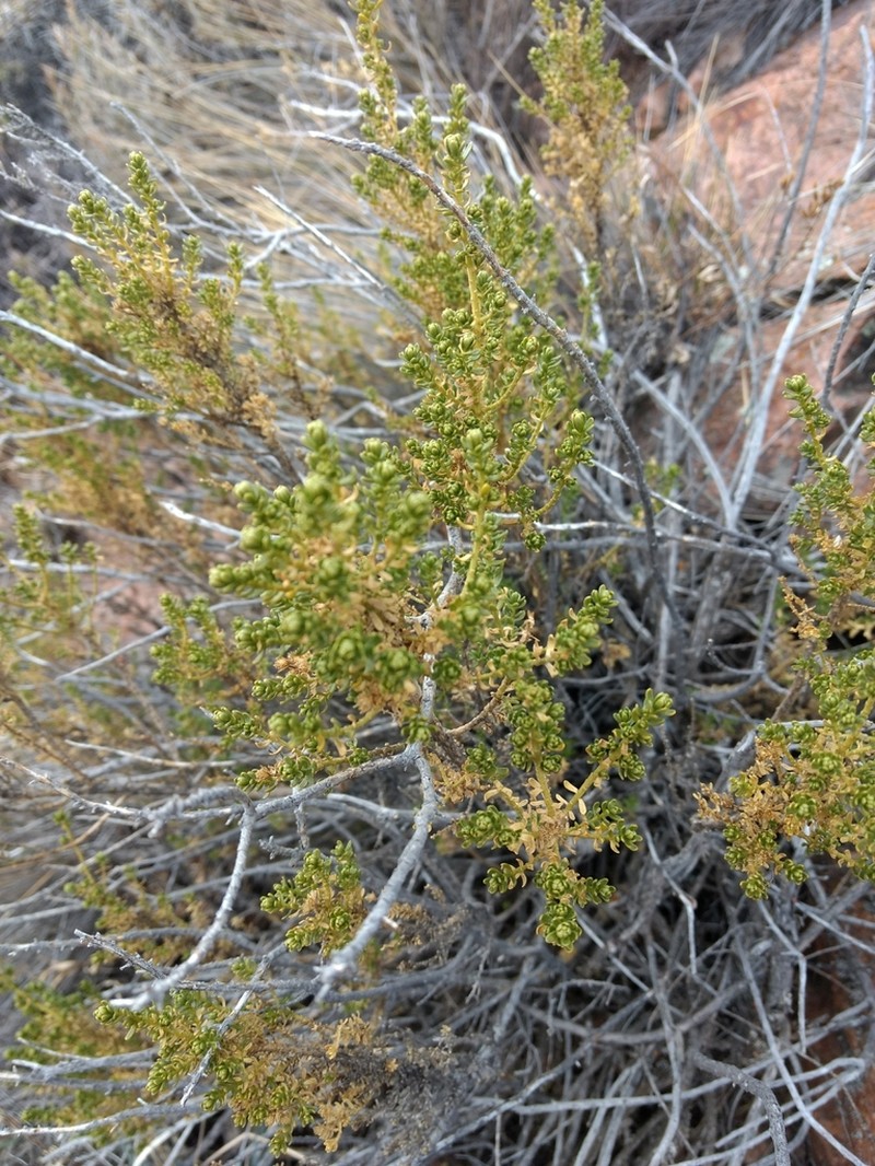 Baccharis thymifolia