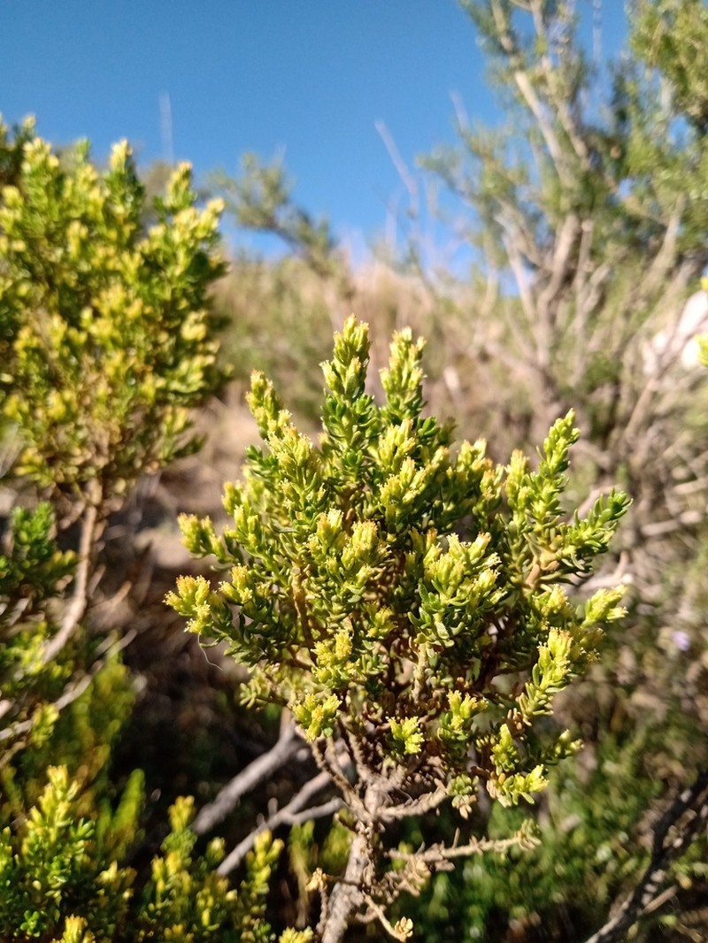 Baccharis thymifolia photo 2