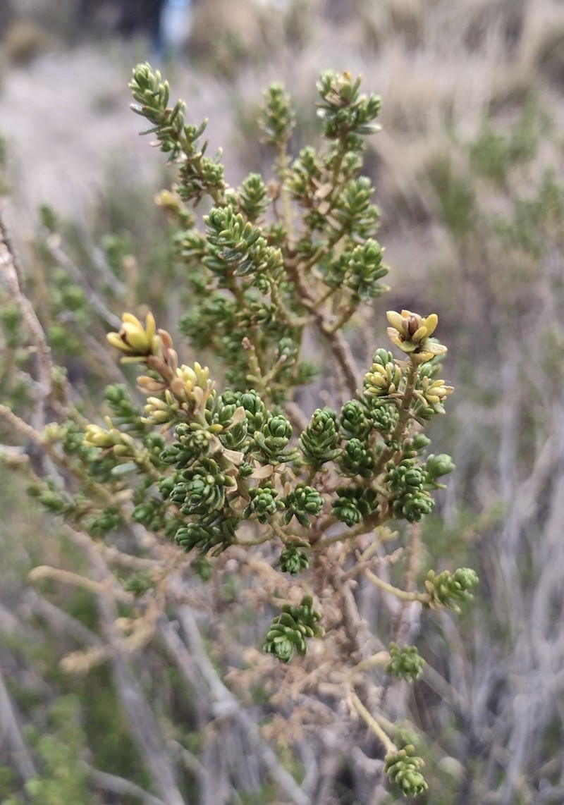 Baccharis thymifolia photo 3