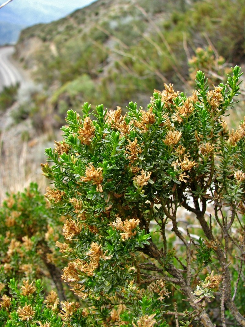 Baccharis thymifolia photo 4