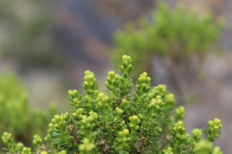 Baccharis thymifolia photo 5